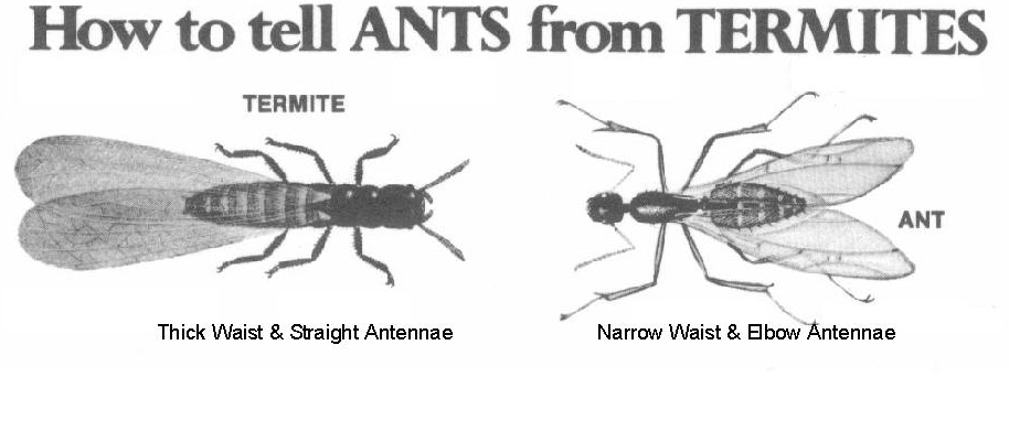 ants vs termites