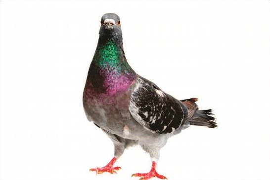 pigeon