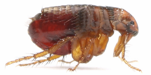 cat flea