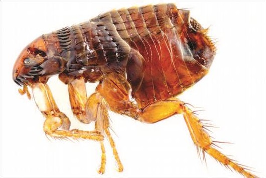 Cat Flea