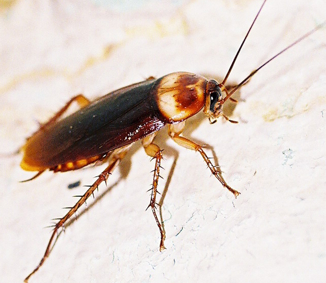 american roach