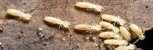 termites