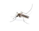 mosquito