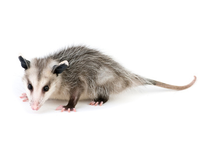 Possum